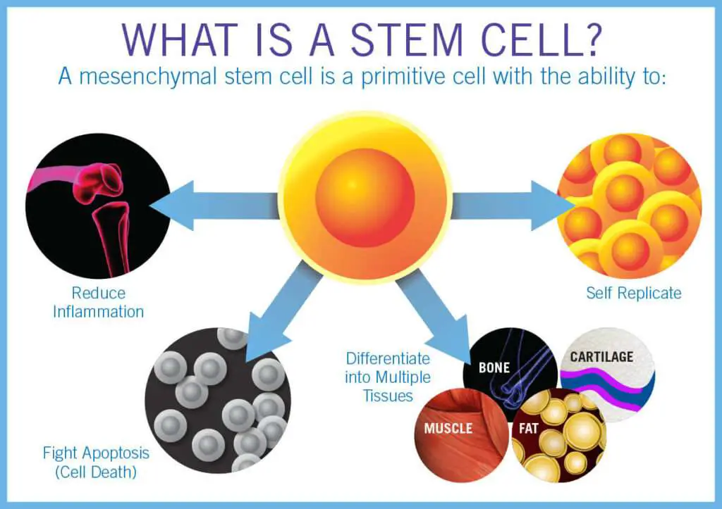 What is Stem Cell Therapy?